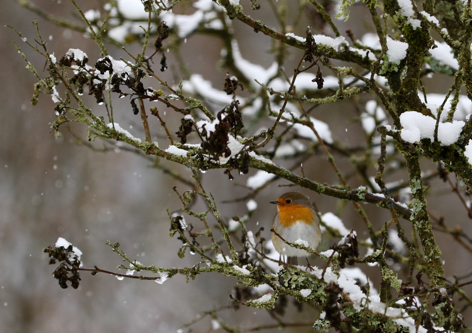 Wintereinbruch