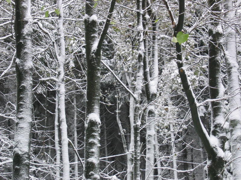 ..Wintereinbruch von Erika S.