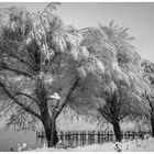 Wintereinbruch Allensbach am Gnadensee