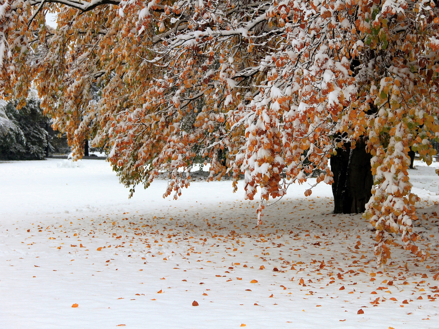 Wintereinbruch am 28. Okt. 12 in München