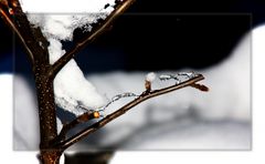 Wintereinbruch auf dem Apfelbaum