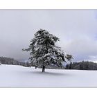 Wintereinbruch auf dem Randen