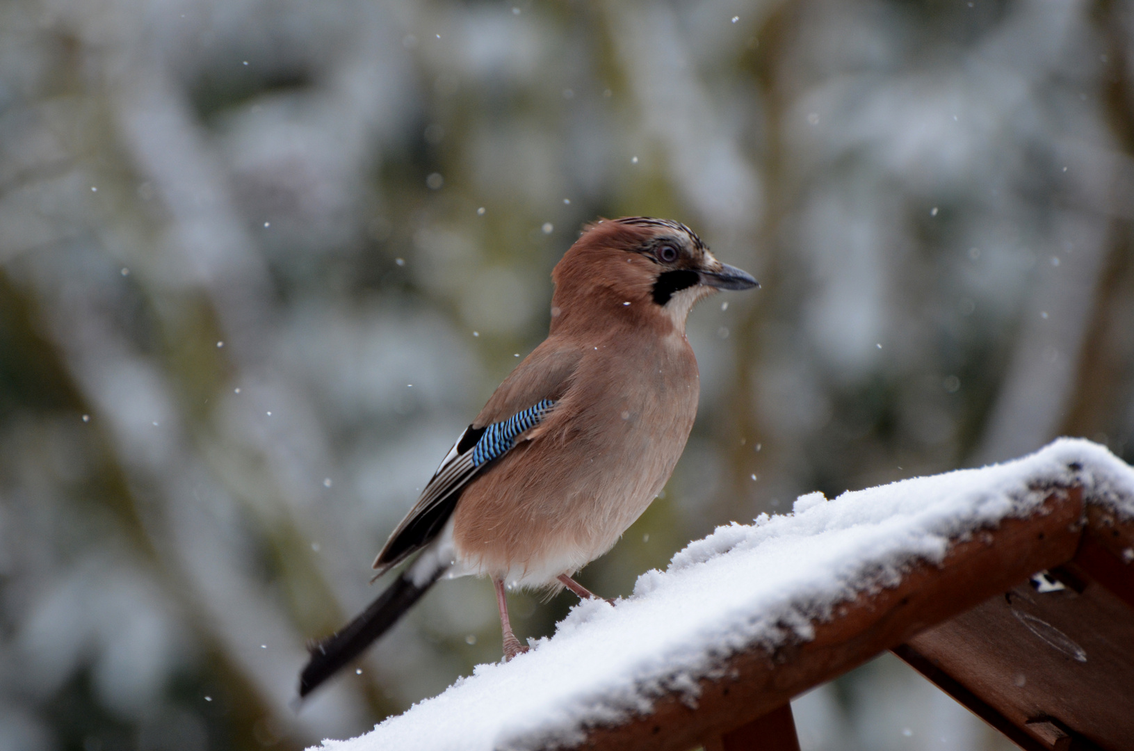 Wintereinbruch