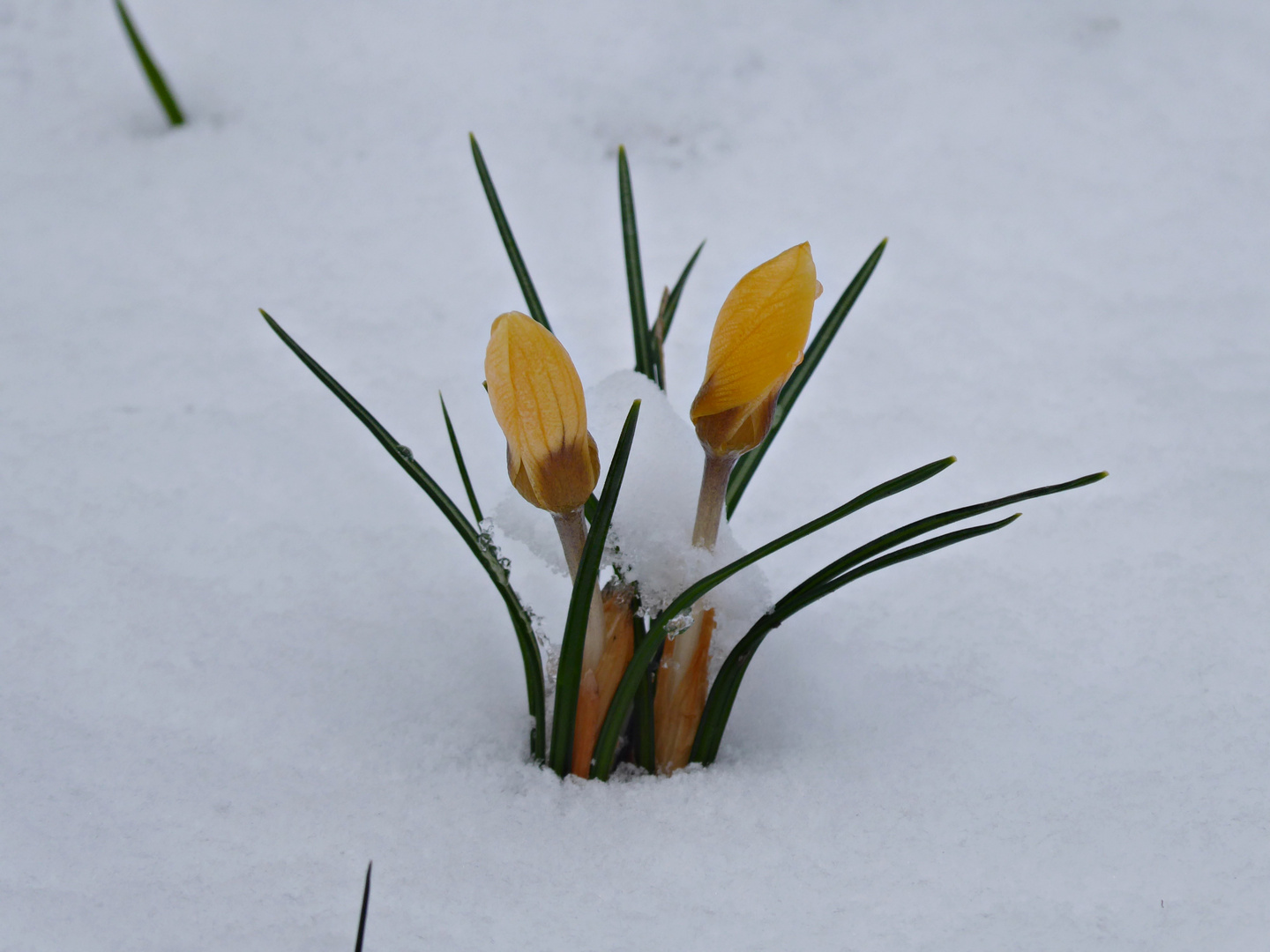 Wintereinbruch