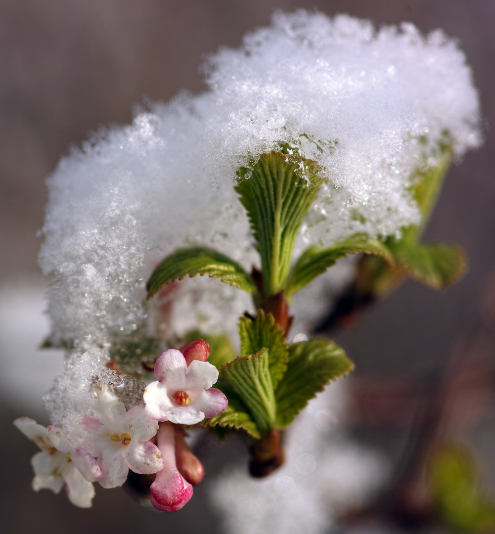 Wintereinbruch