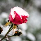 Wintereinbruch - erster Schneefall