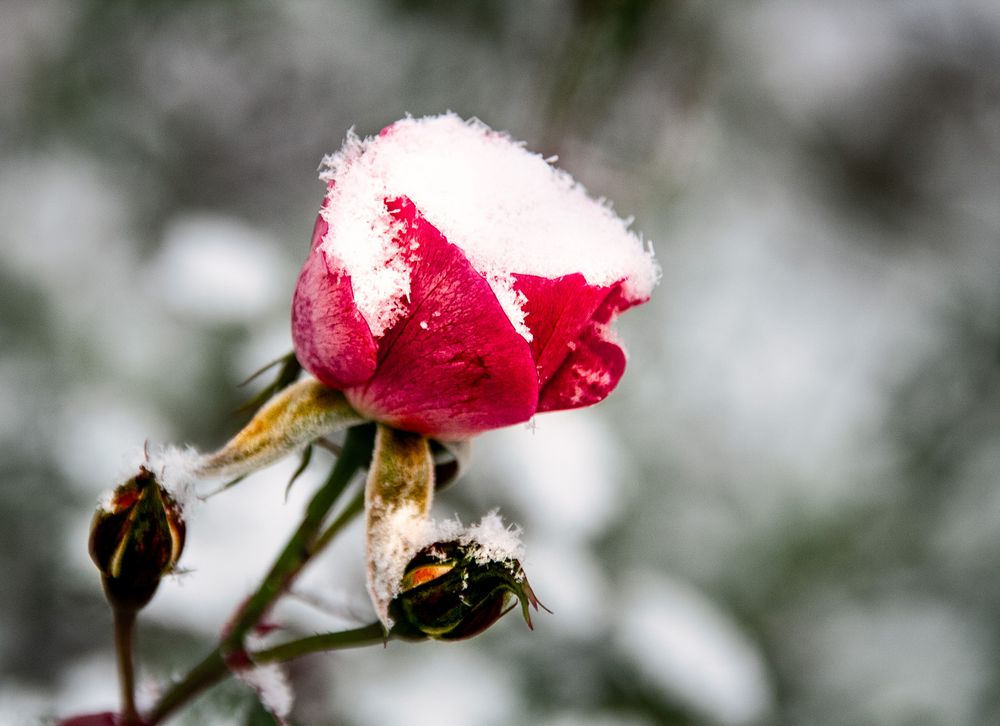 Wintereinbruch - erster Schneefall