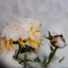 Wintereinbruch - erster Schneefall