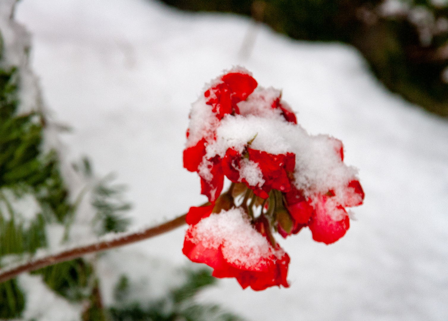 Wintereinbruch - erster Schneefall