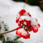 Wintereinbruch - erster Schneefall