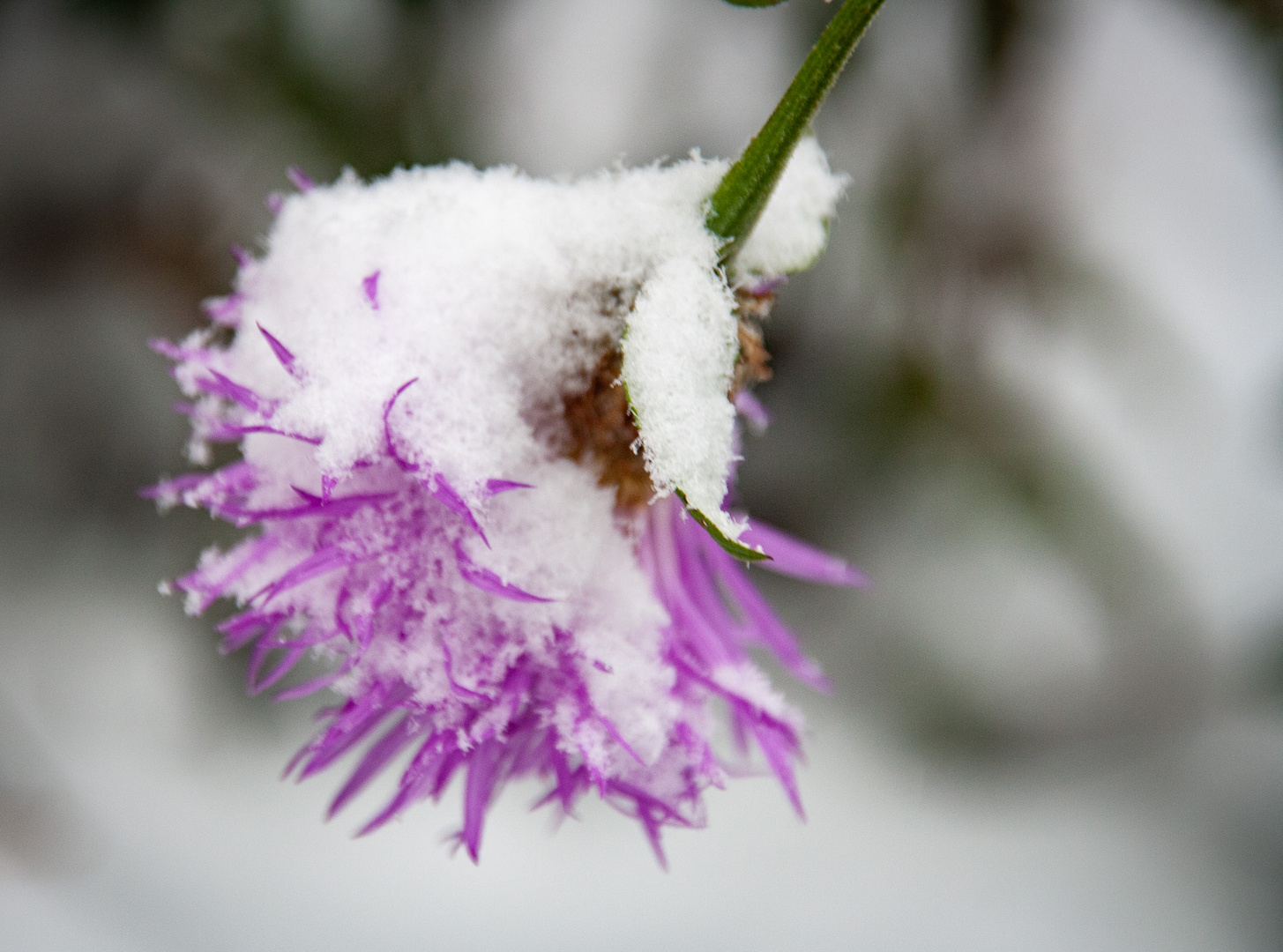 Wintereinbruch - erster Schneefall