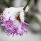 Wintereinbruch - erster Schneefall