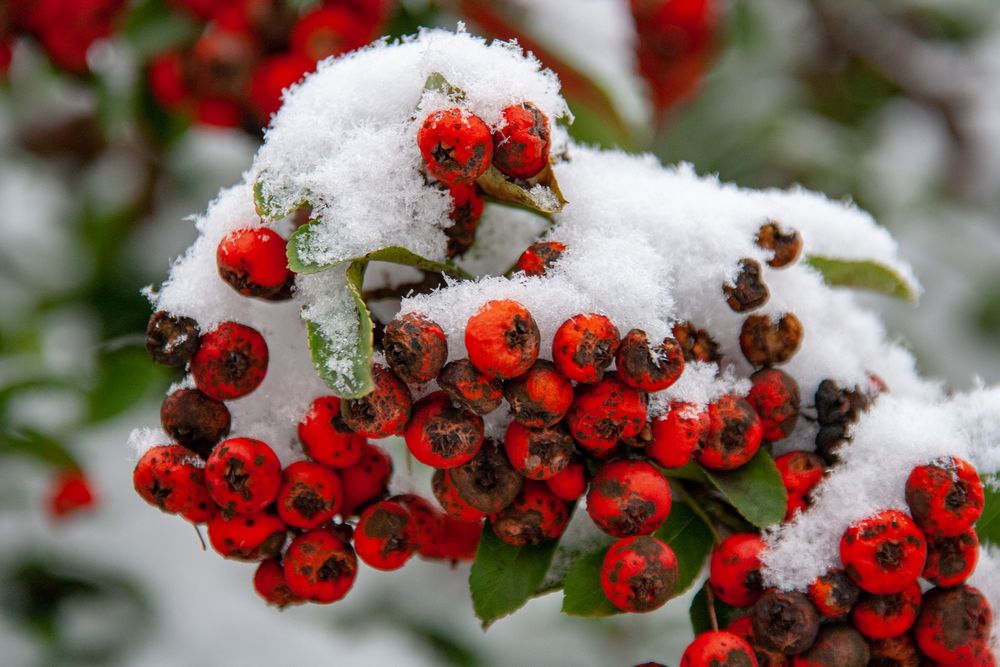 Wintereinbruch - erster Schneefall