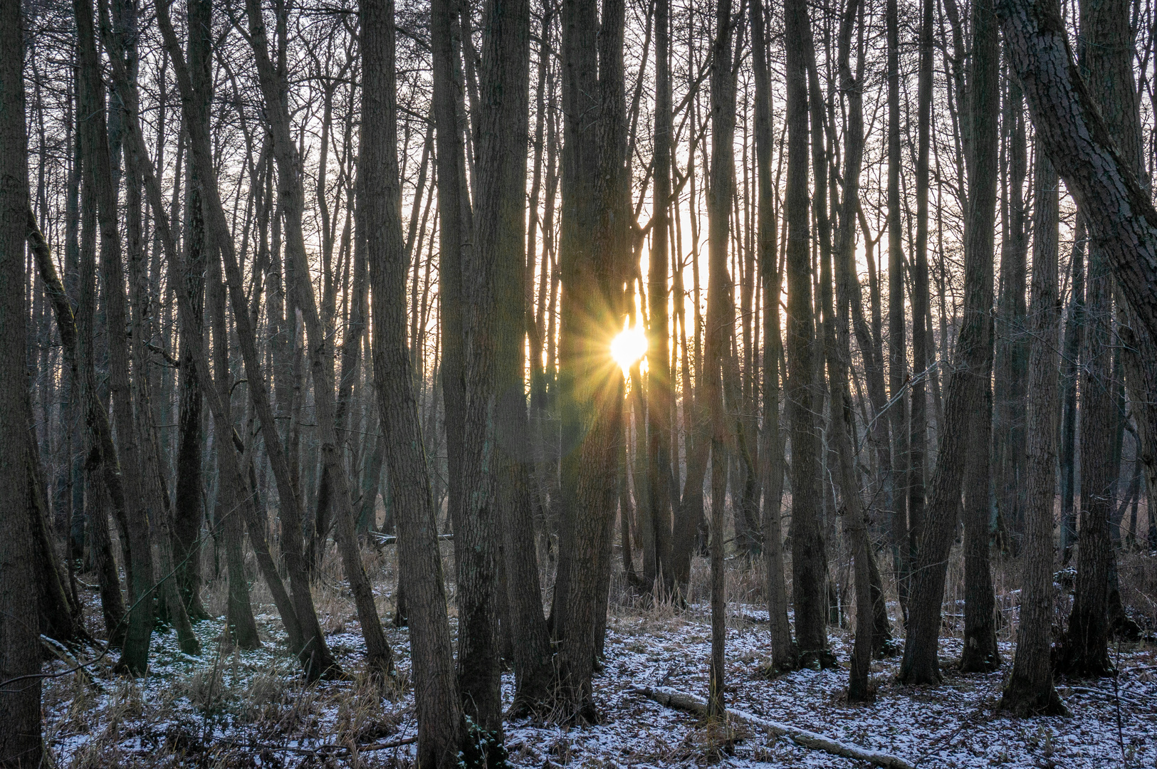 Wintereinbruch II - Braunschweig-Riddagshausen