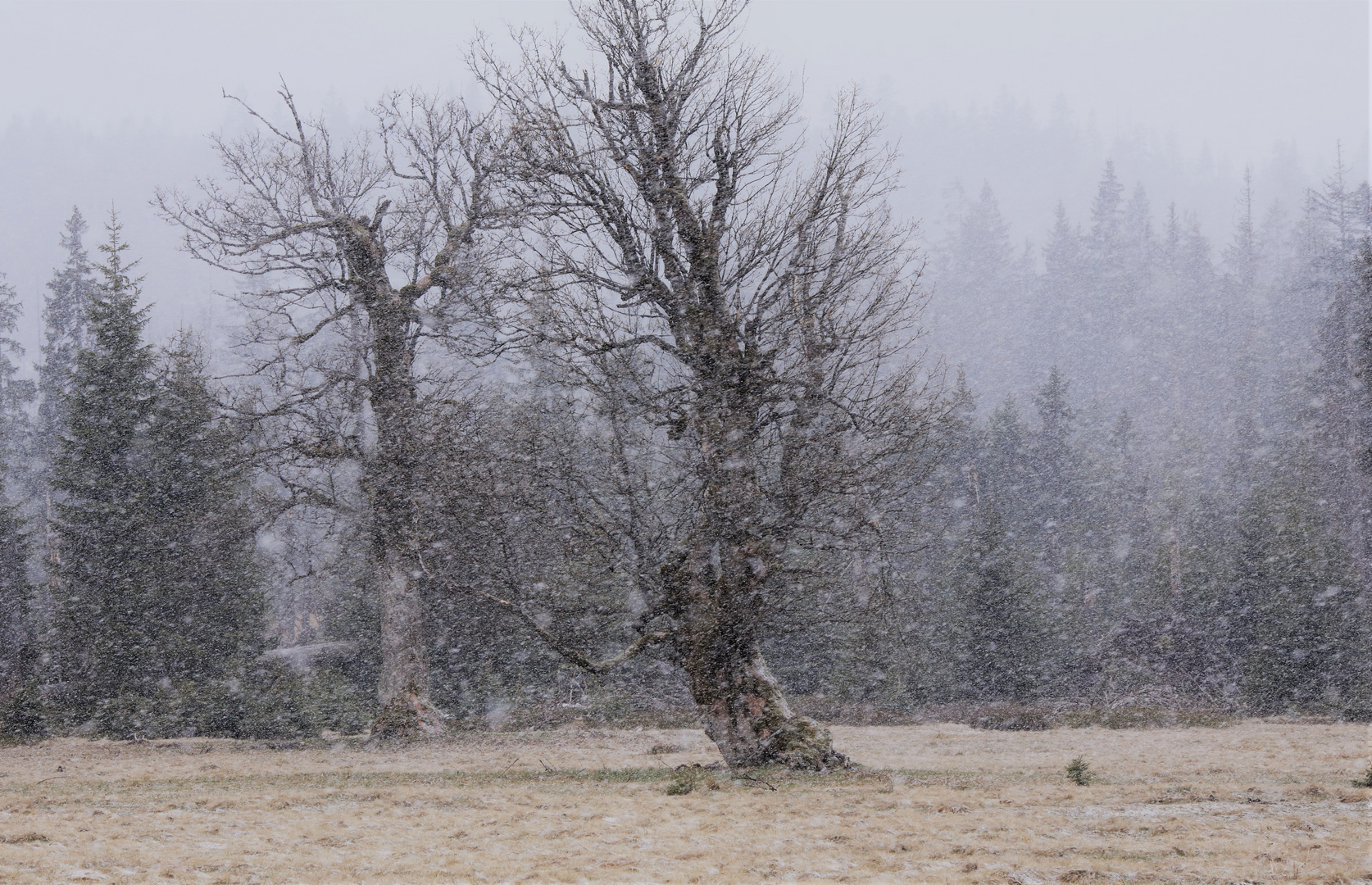 Wintereinbruch im Bayerischen Wald