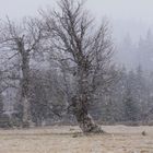 Wintereinbruch im Bayerischen Wald