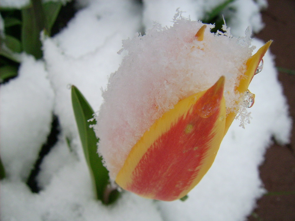 Wintereinbruch im Frühjahr