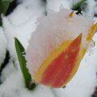 Wintereinbruch im Frühjahr