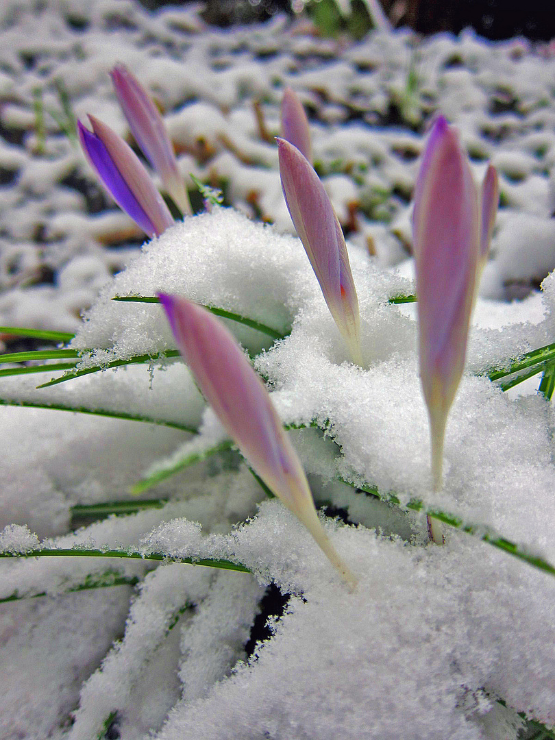 Wintereinbruch im Frühling 2