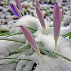 Wintereinbruch im Frühling 2