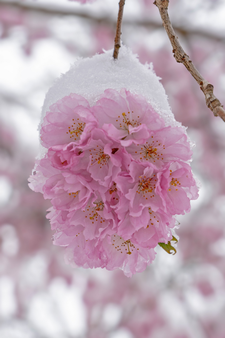 Wintereinbruch im Frühling