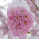 Wintereinbruch im Frühling