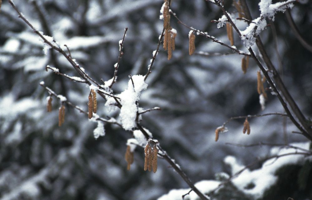 Wintereinbruch im Frühling