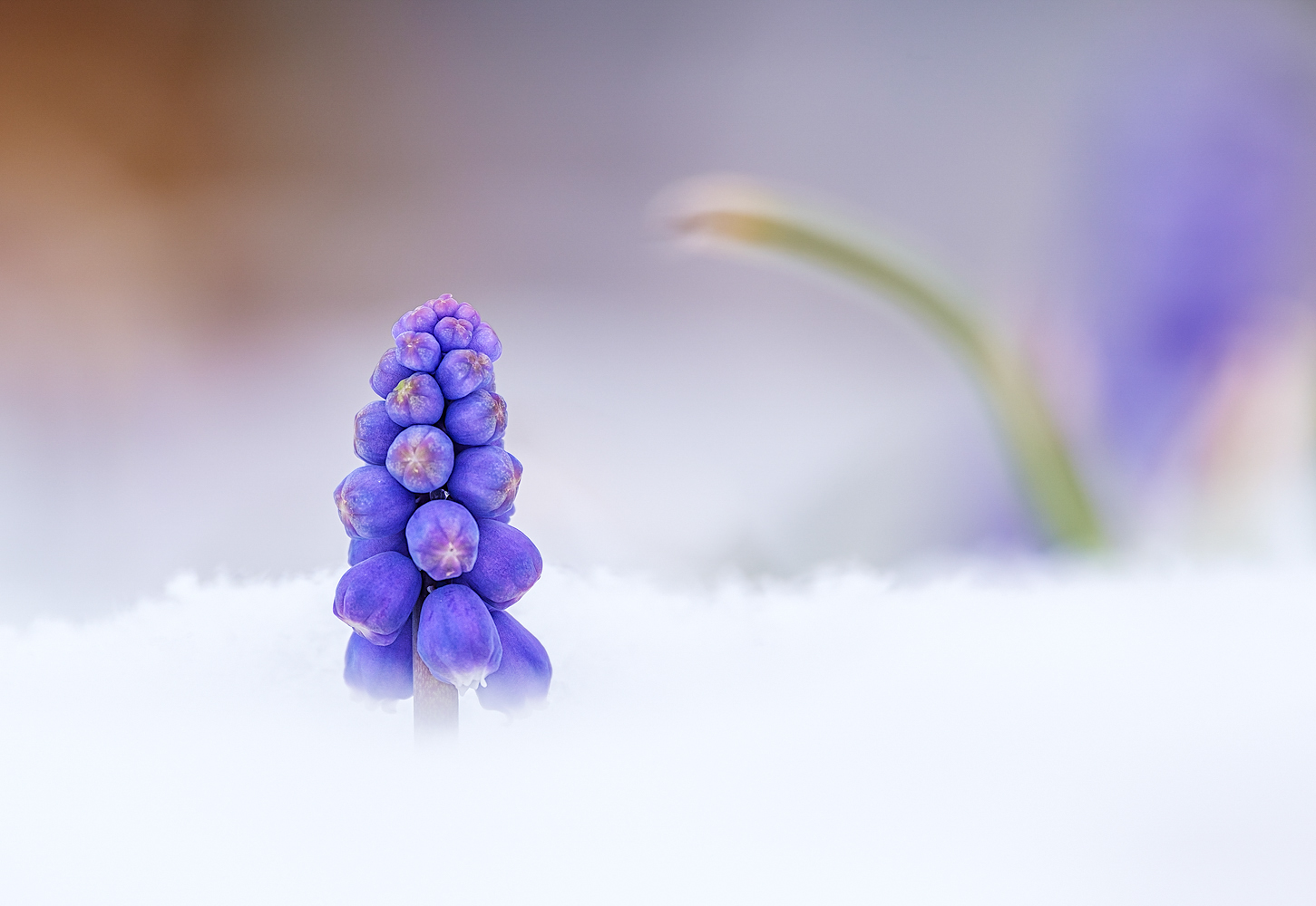 wintereinbruch im garten 