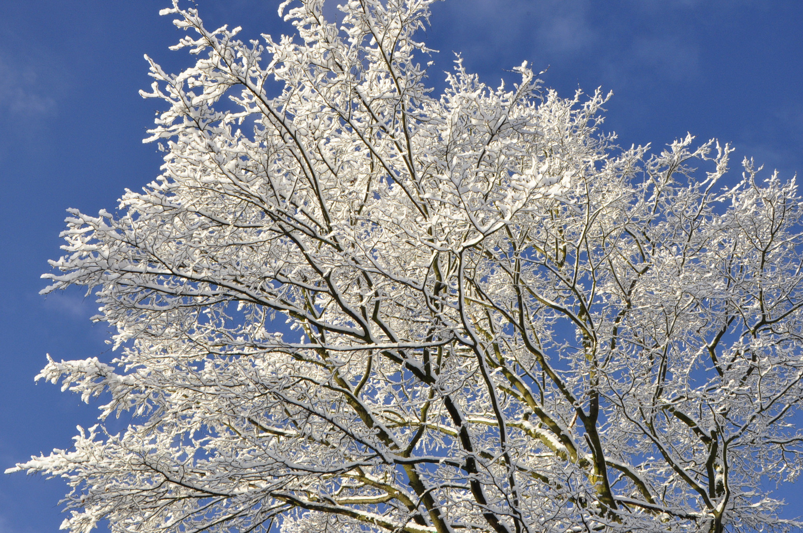 Wintereinbruch im Garten