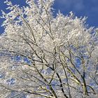 Wintereinbruch im Garten