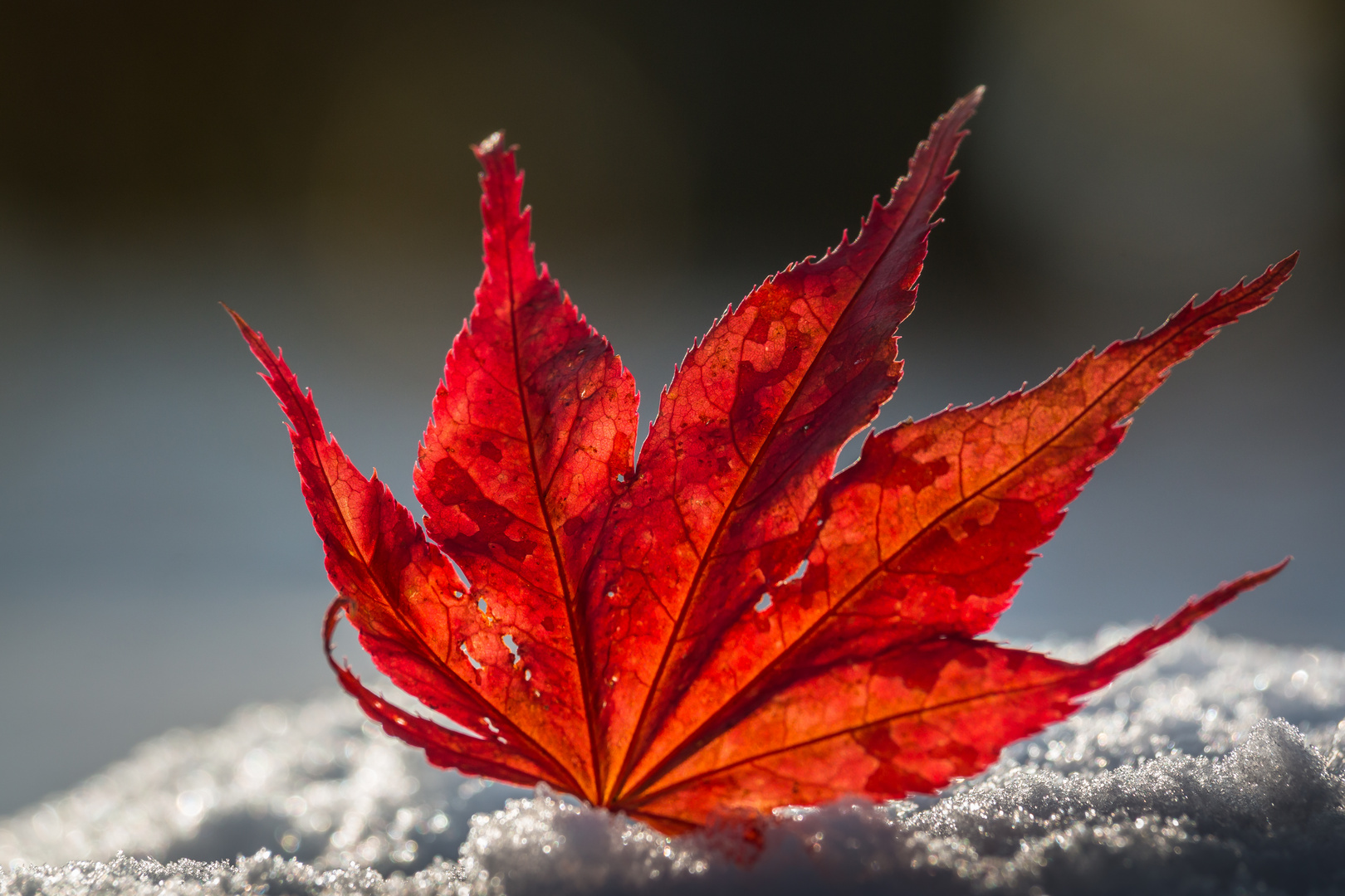 Wintereinbruch im Herbst 2