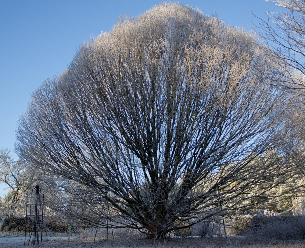 Wintereinbruch im Rombergpark