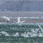 Wintereinbruch im Teufelsmoor