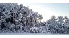 Wintereinbruch in Matzingen V