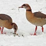 Wintereinbruch in Offenbach: Das Nilganspaar bevorzugt Grünfutter 01