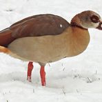 Wintereinbruch in Offenbach: Das Nilganspaar bevorzugt Grünfutter 02