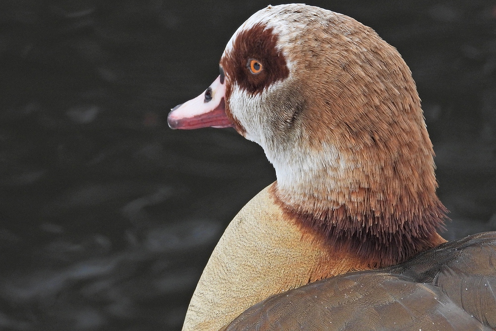 Wintereinbruch in Offenbach: Derzeit kaum Schwimmfläche für die Nilgänse