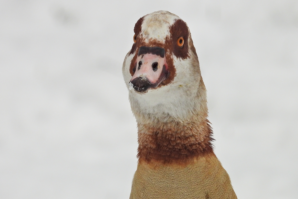 Wintereinbruch in Offenbach: Nilgänse sind immer wachsam