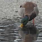 Wintereinbruch in Offenbach: Stockentenerpel am Eisrand