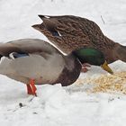 Wintereinbruch in Offenbach: Stockentenpaar im (zweifelhaften) Haferflockenglück