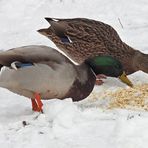 Wintereinbruch in Offenbach: Stockentenpaar im (zweifelhaften) Haferflockenglück