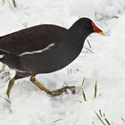 Wintereinbruch in Offenbach: Teichhühner beim Landgang 01