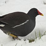 Wintereinbruch in Offenbach: Teichhühner beim Landgang 02