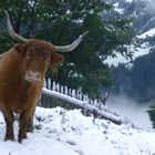 Wintereinbruch in Südtirols Bergen