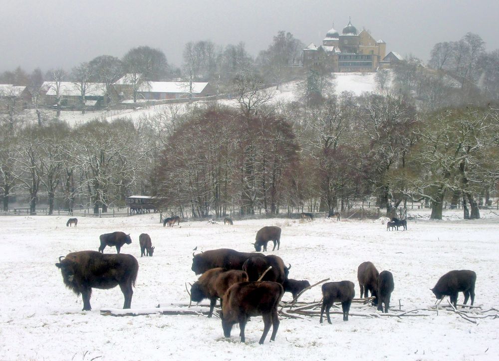 Wintereinbruch März 2013 Sababurg