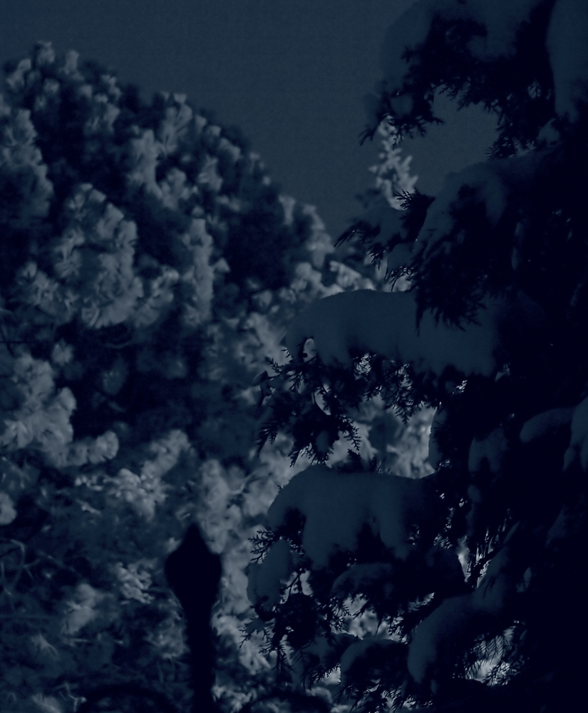 Wintereinbruch - Nachtaufnahme