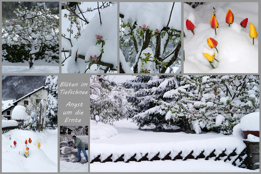 Wintereinbruch während der Apfelblüte