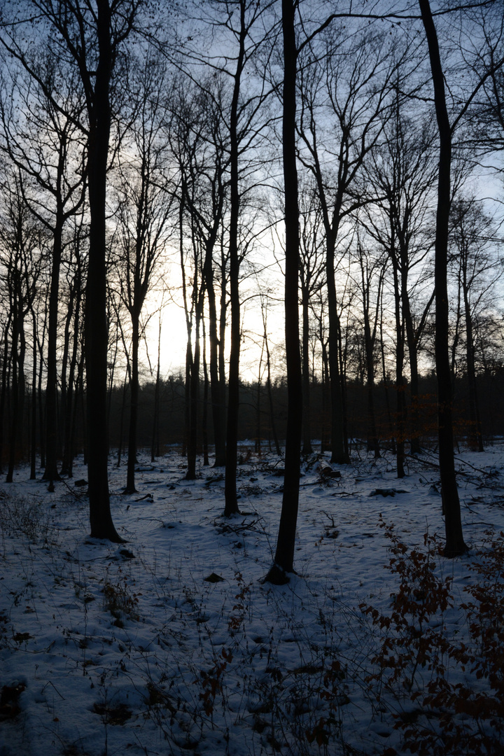 Wintereindruckm im Wald