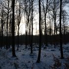 Wintereindruckm im Wald