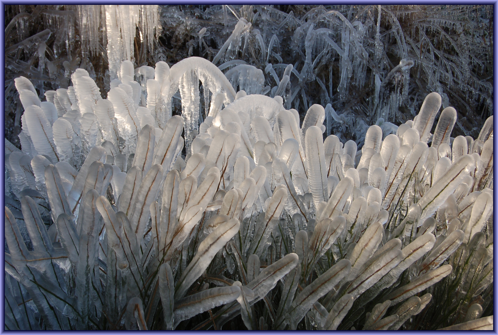 Wintereindrücke 2008 nach dem Sturm Kyrill